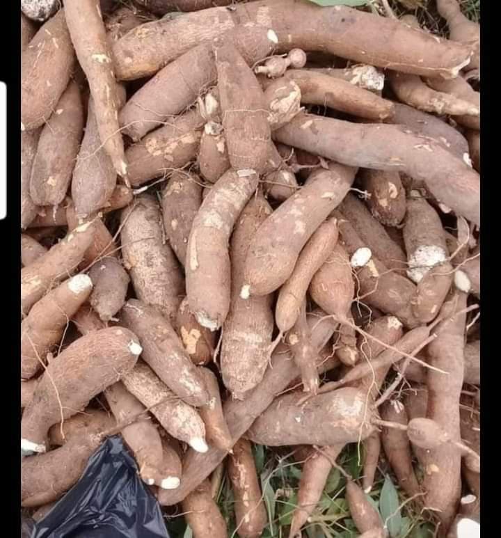 Se Vende Yuca