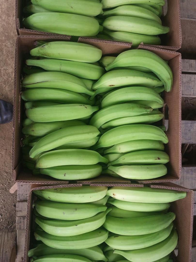 Platano Harton