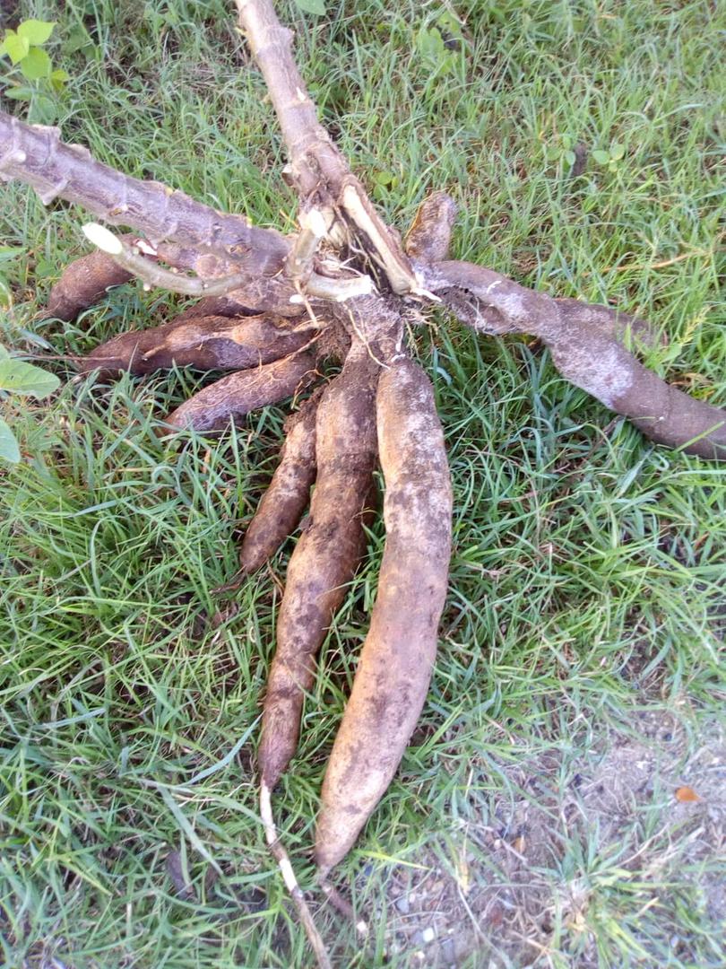 Yuca Chirosa