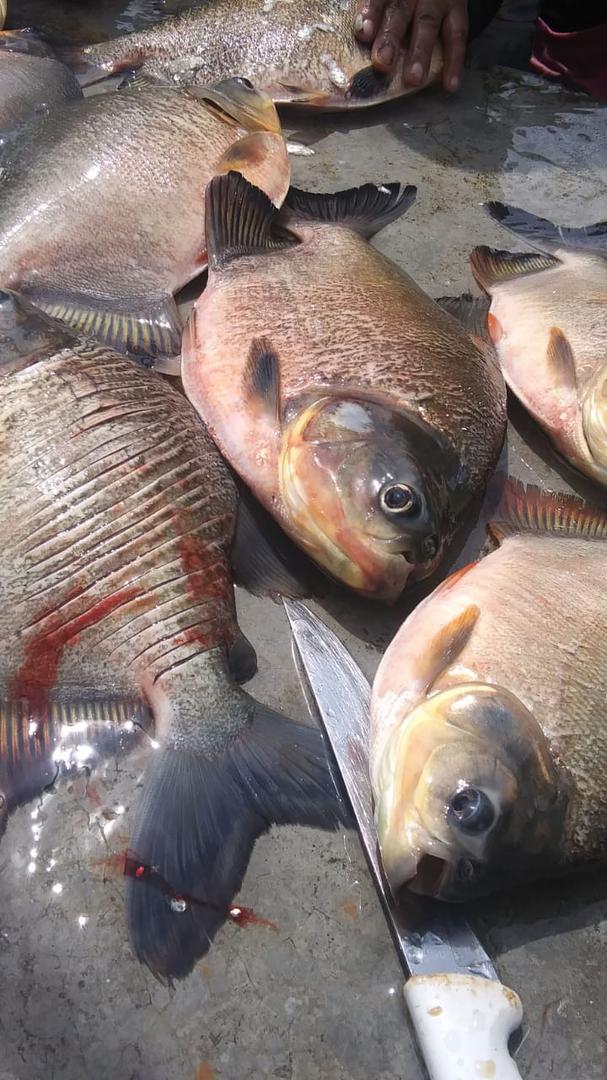 Cachama O Tilapia Roja