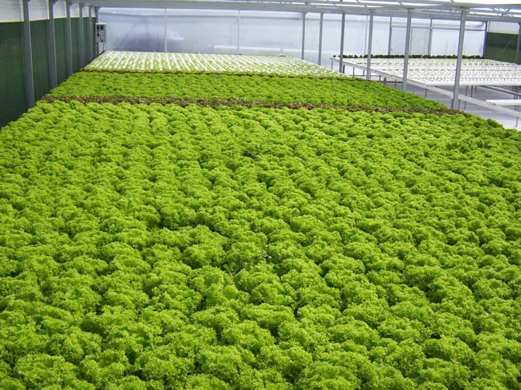 Lechuga Hidroponica Verde Crespa
