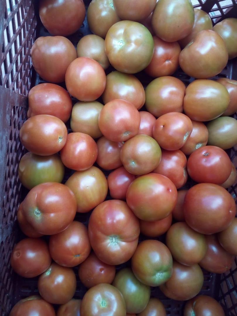 Tomate Chonto