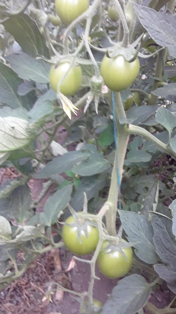Tomate Chonto