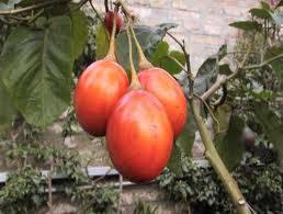 Tomate De Arbol Variedad Comun