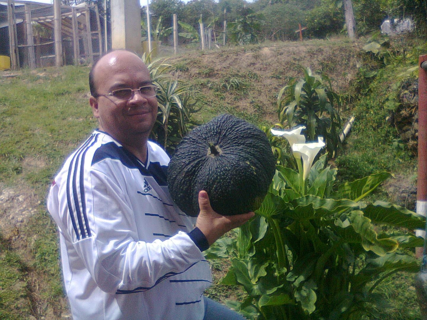 Limon Mandarino