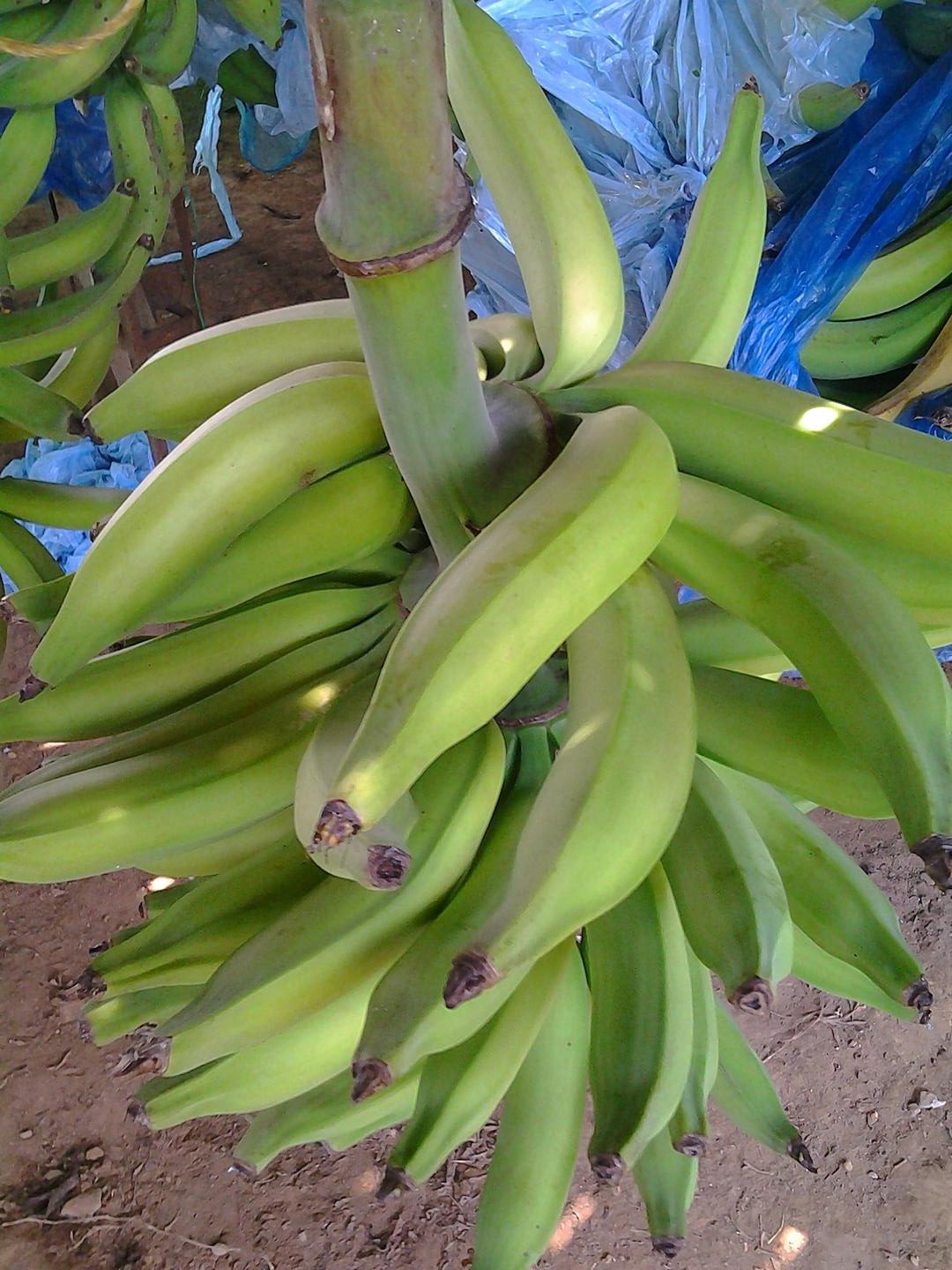 Platano