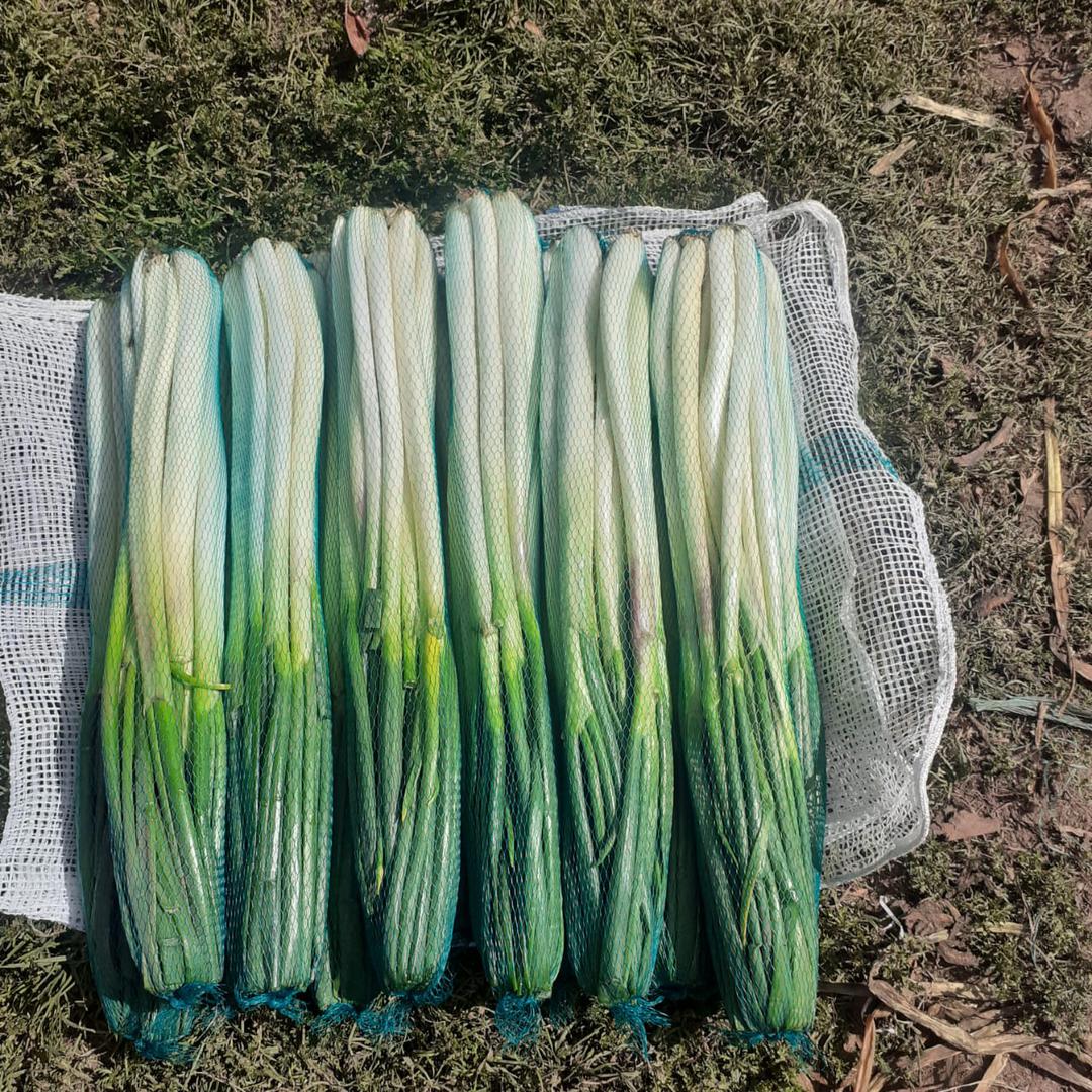 Cebolla Larga Por Kilo