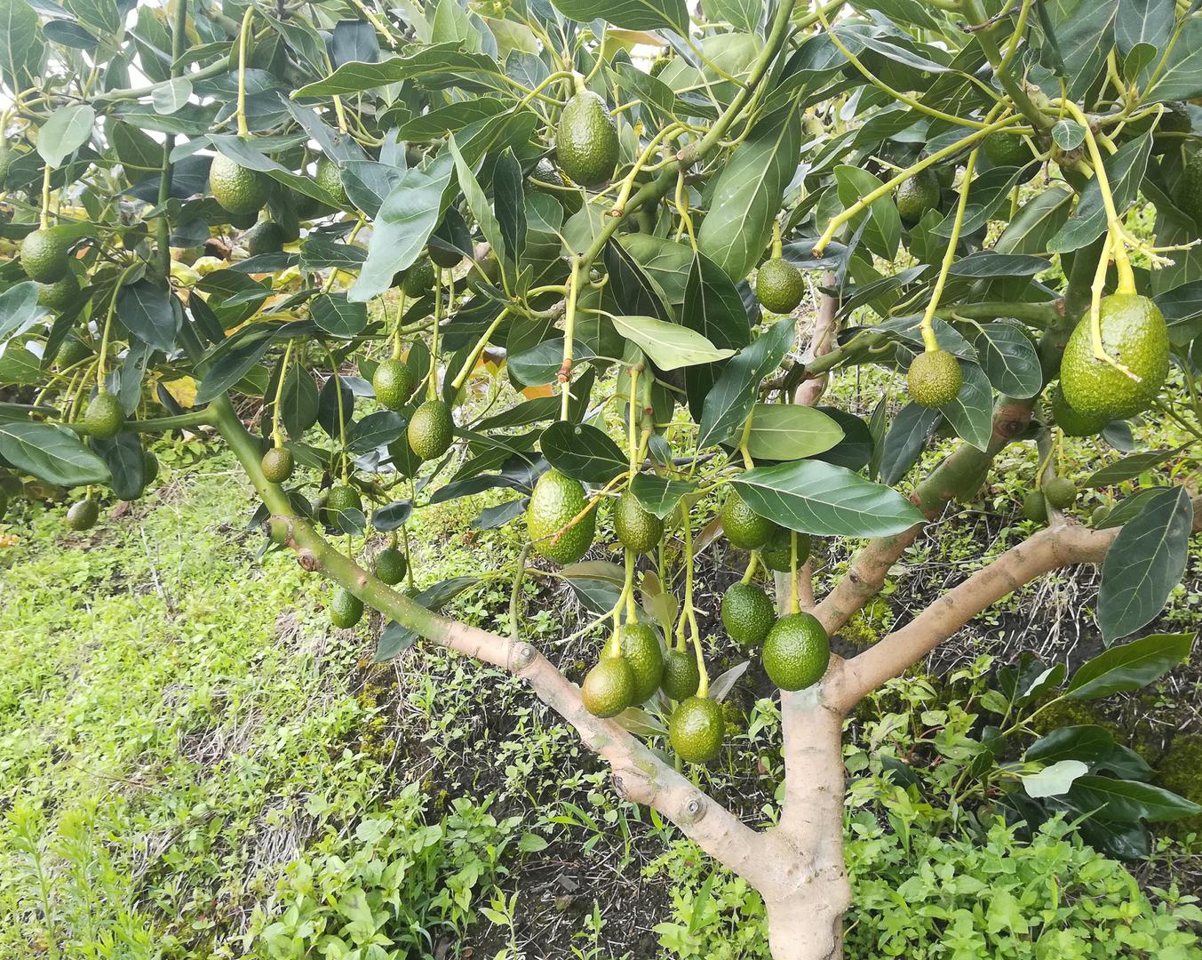 Aguacate Hass