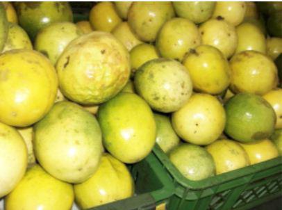 Maracuya Amarilla