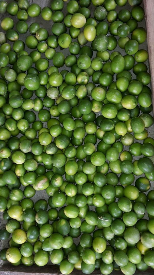 Limon Tahiti Kg