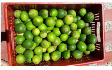Limon Tahiti