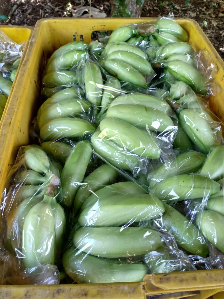 Platano