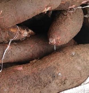 Yuca Copito Blanco