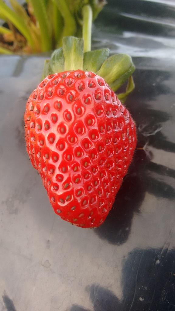 Fresa