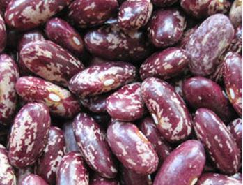 Frijol Seco Variedad Calima