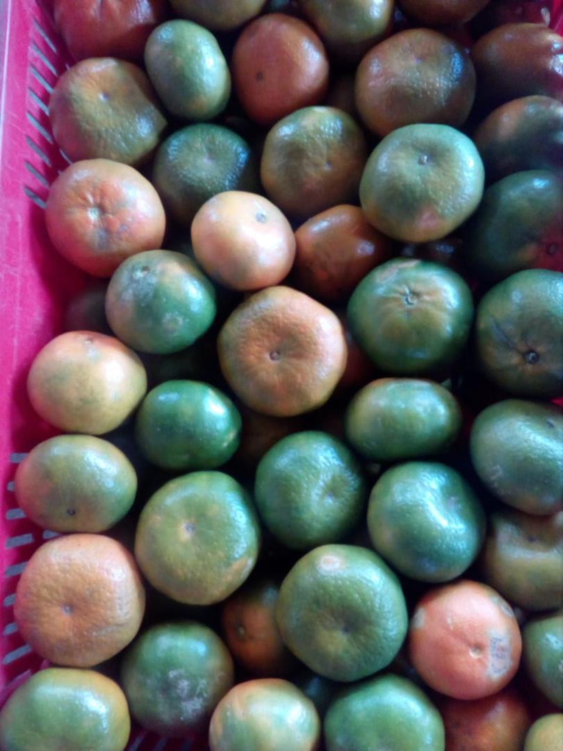 Mandarina En Variedades Arrayana E Israelita Presentacion En Canastilla Por 22 Kilogramos