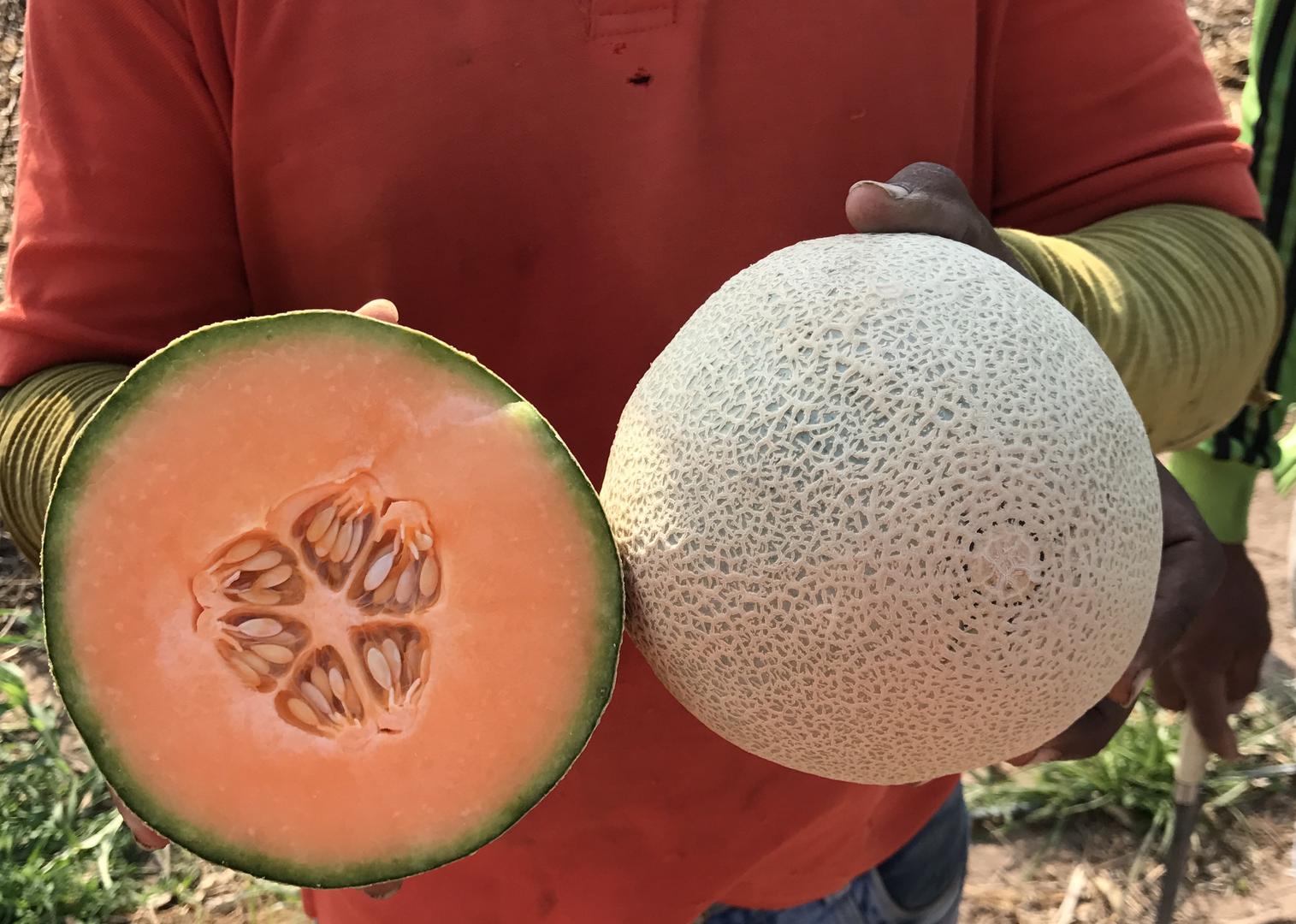 Melon