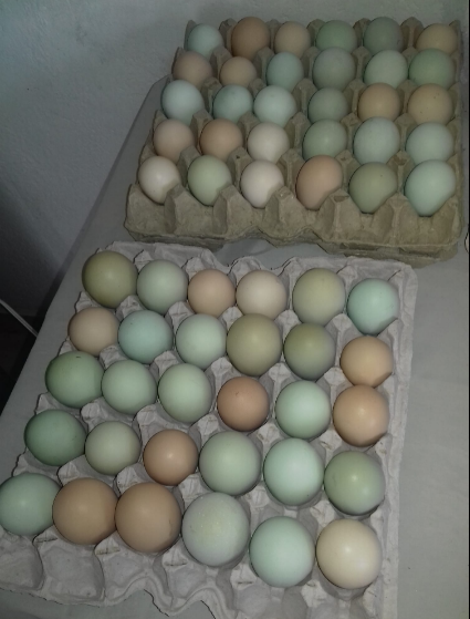 Huevo Criollo