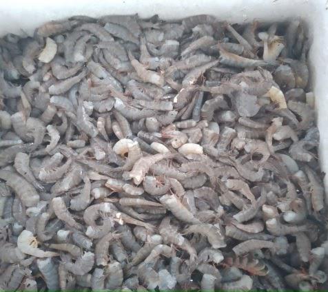 Camaron Titi Tigre Y Langostino