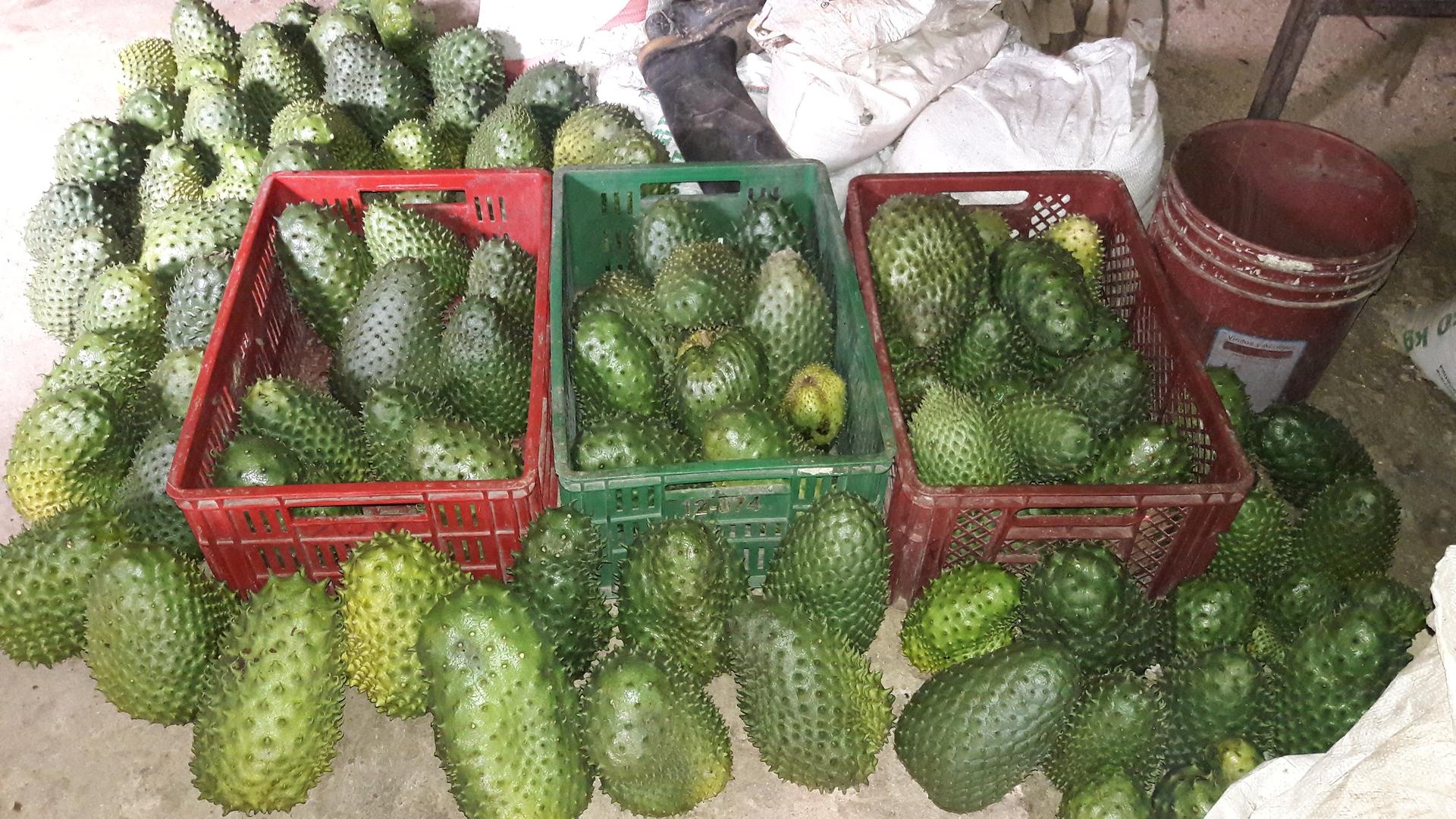 Guanabana