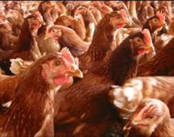 Huevo De Gallina Ponedora
