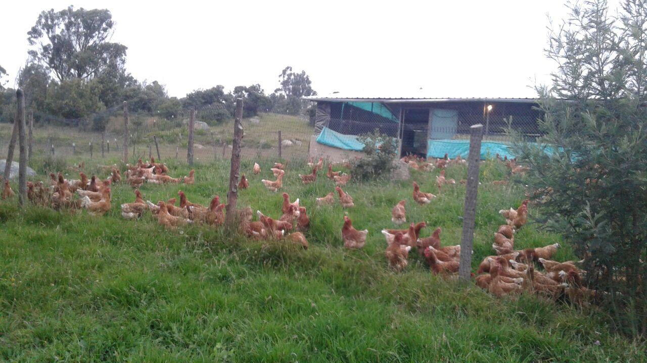 Huevos Semi Campesinos — foto 3 de 5