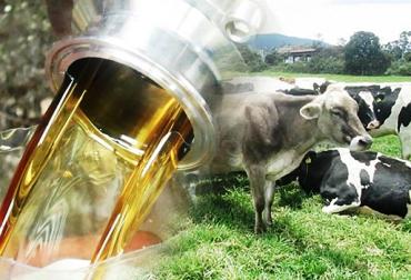 Glicerina Cruda De Palma