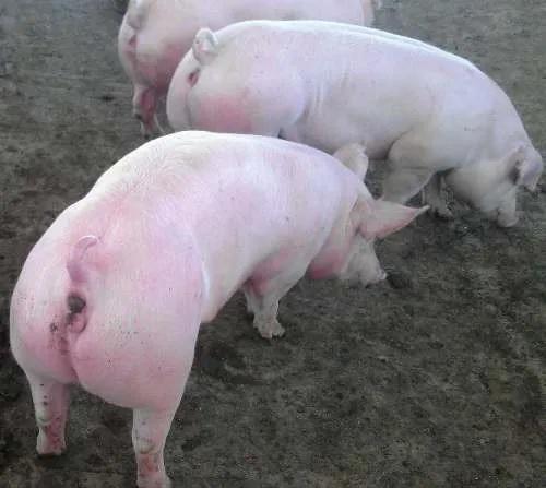 Carne De Cerdo En Canal
