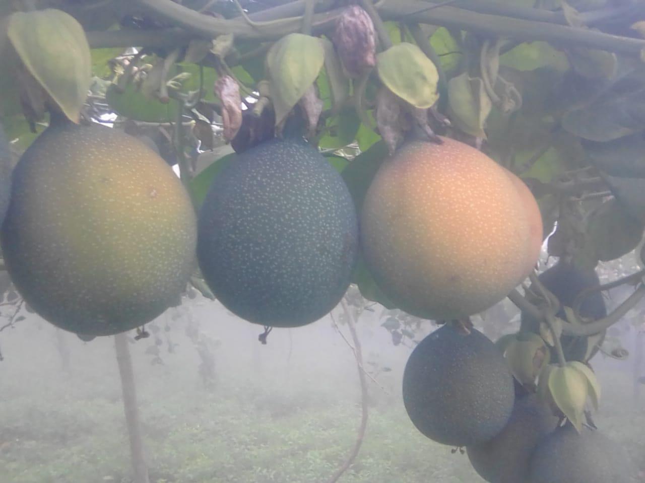 Granadilla Nacional Y De Exportacion