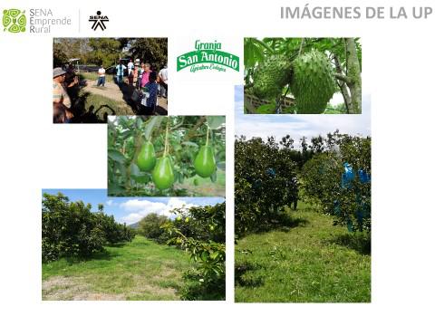 Aguacate Variedad Lorena