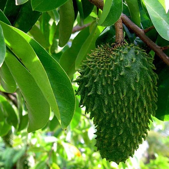 Guanabana
