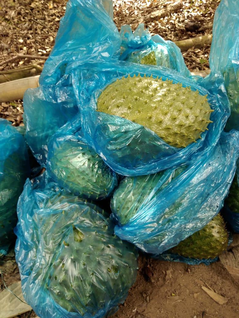 Guanabana