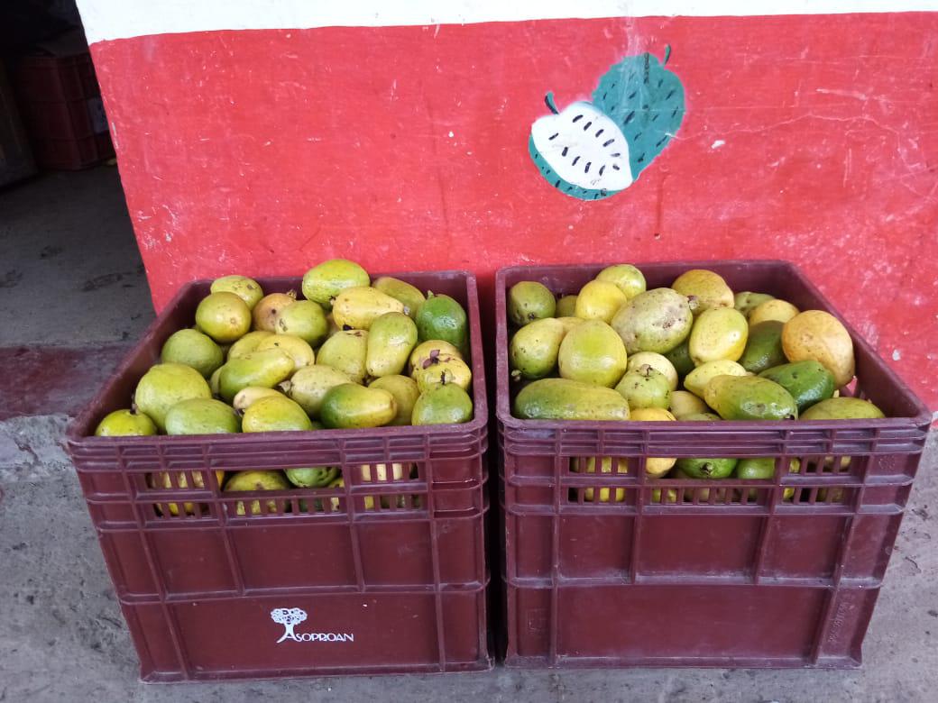 Guayaba Comun En Presentacion Por Kilo