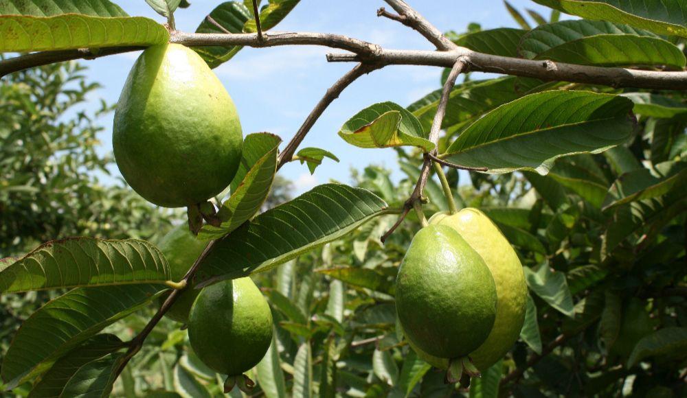 Guayaba Pera