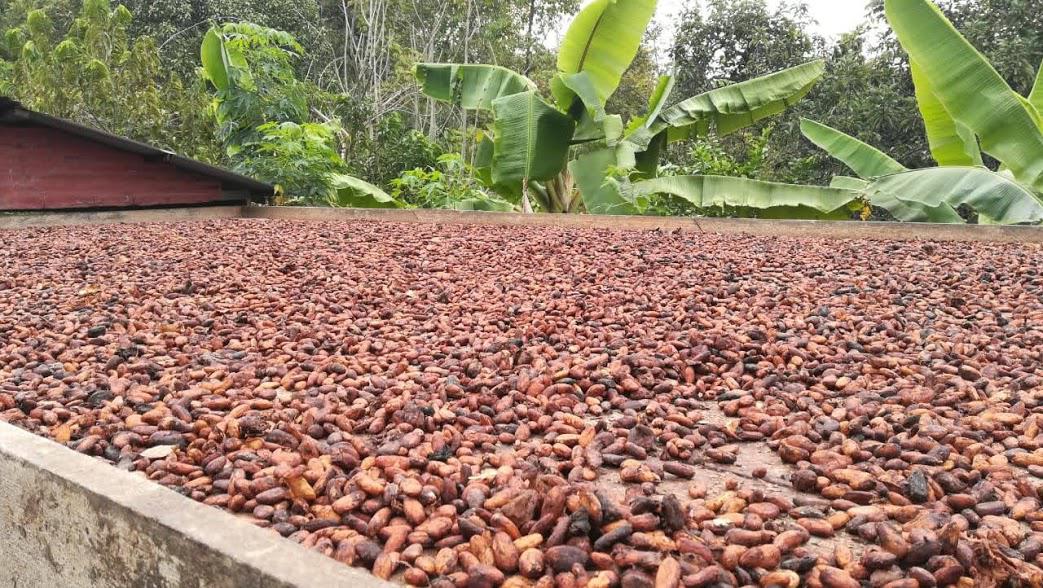 Se Ofrece Cacao Criollo De Suave Aroma