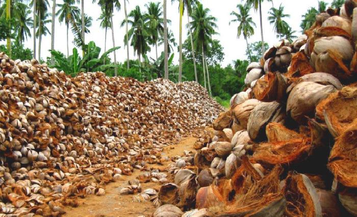 Conchas O Cascaras De Cocos