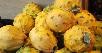 Pitaya Amarilla Tipo Exportacion