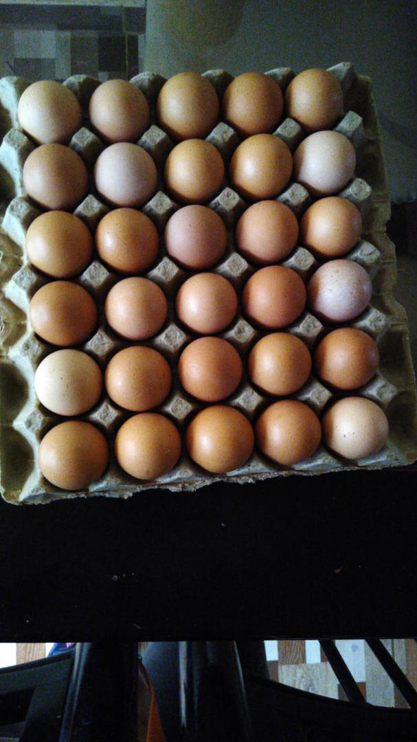 Huevo Semi Criollo Bandeja X 30U