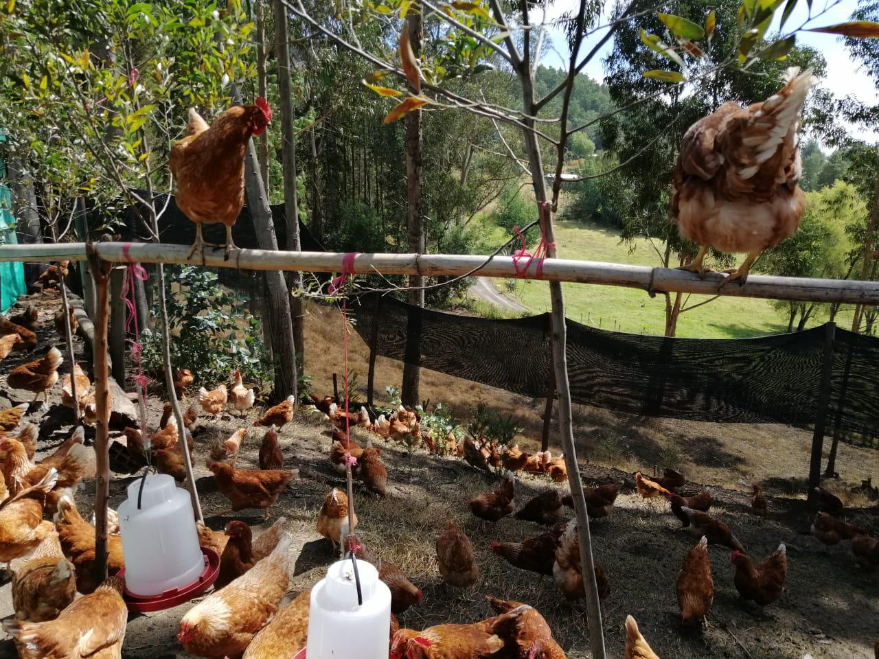 Huevos Del Bosque