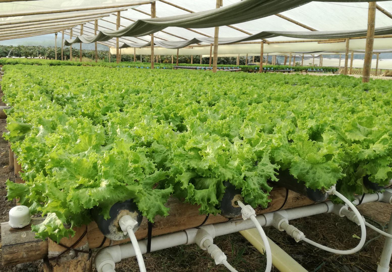 Lechuga Crespa Unidad