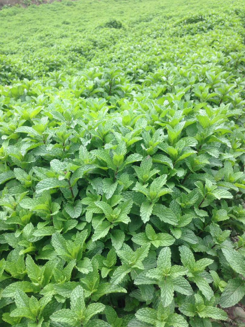 Hierbabuena Hierba Buena Yerbabuena Hierbabuena Menta O Mentha