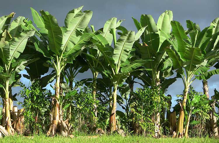 Platano