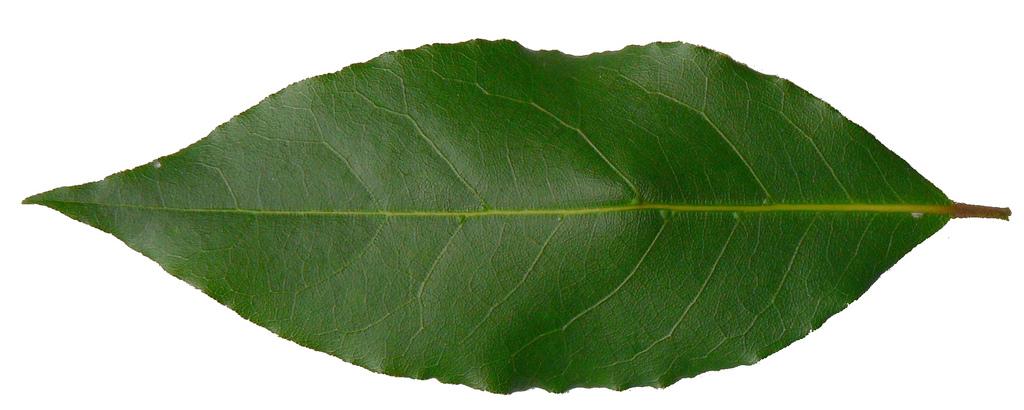 Laurel Organico Certificado