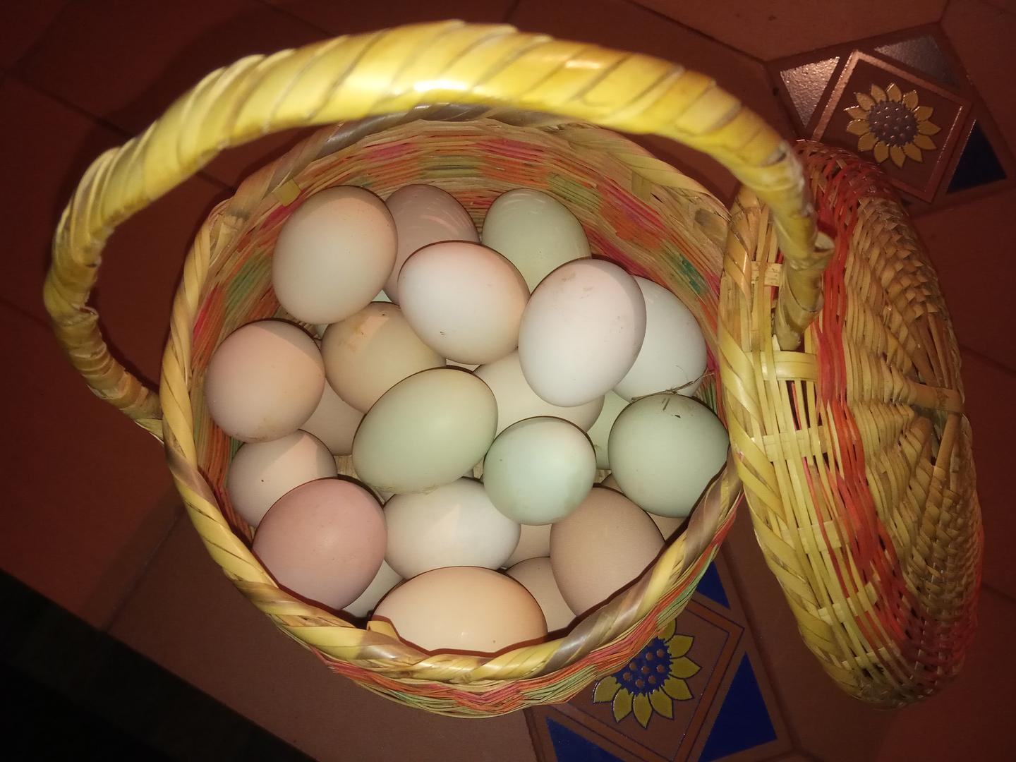 Huevos De Gallina Criolla