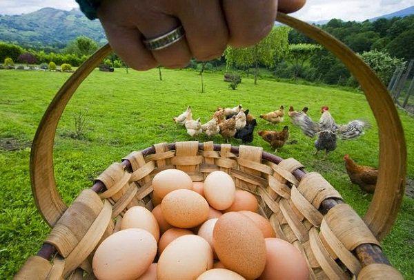 Huevo Campesino