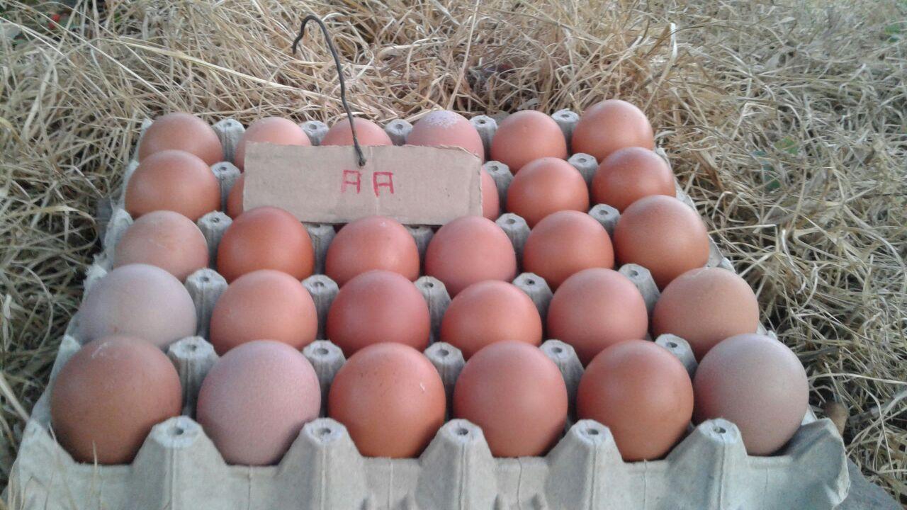 Huevos Semi Campesinos