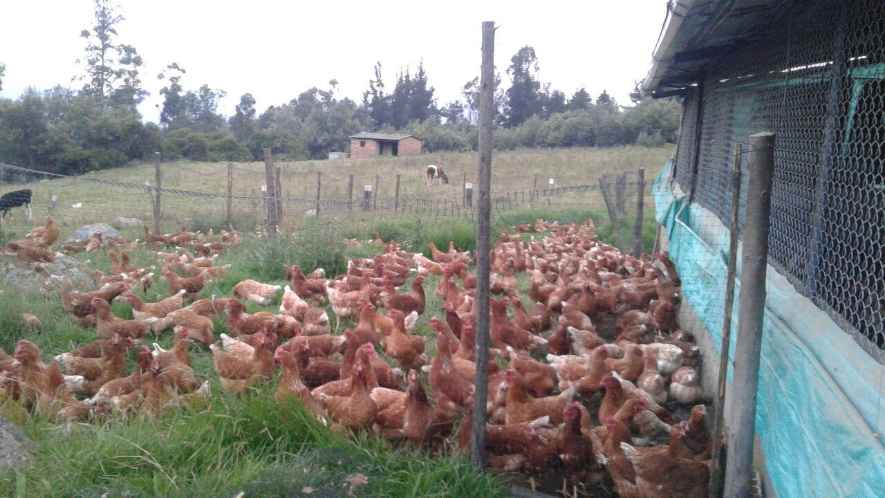 Huevos Semi Campesinos — foto 2 de 5