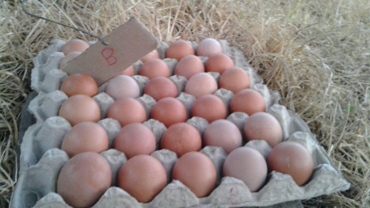 Huevos Semi Campesinos — foto 4 de 5