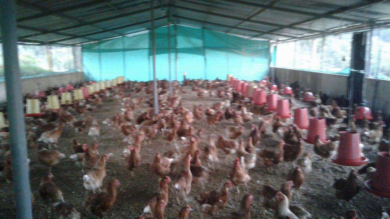 Huevos Semi Campesinos — foto 5 de 5