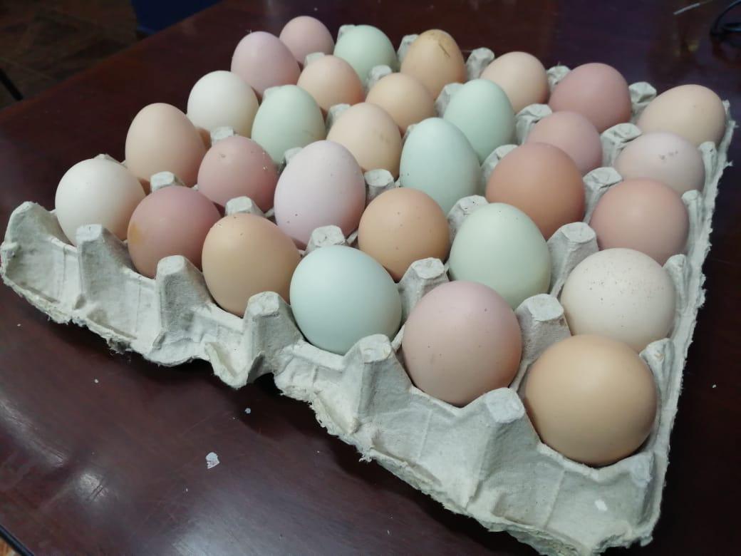 Huevos